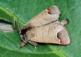 Attēlu rezultāti vaicājumam “Clostera curtula”