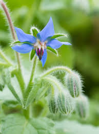 Image result for Borretsch