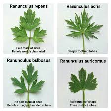 Attēlu rezultāti vaicājumam “Ranunculus repens leaf”
