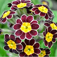 Attēlu rezultāti vaicājumam “Primula veris flower”