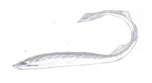 Image result for Lethenteron camtschaticum