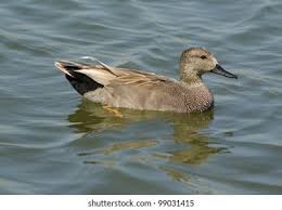 Attēlu rezultāti vaicājumam “Anas strepera”