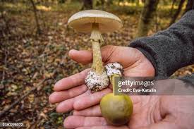 Attēlu rezultāti vaicājumam “Amanita phalloides”