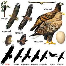 Attēlu rezultāti vaicājumam “Haliaeetus albicilla”