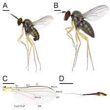 Attēlu rezultāti vaicājumam “Dolichopodidae”