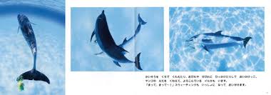 「うみのイルカ」の画像検索結果