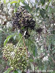 Attēlu rezultāti vaicājumam “Sambucus”