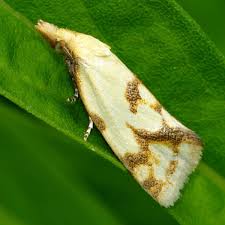 Attēlu rezultāti vaicājumam “Agapeta hamana”