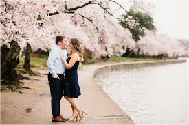 Image result for "cherry blossom" washington
