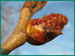 Attēlu rezultāti vaicājumam “Populus x canadensis fruit”