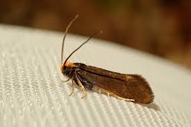 Attēlu rezultāti vaicājumam “Incurvariidae”