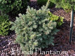 Attēlu rezultāti vaicājumam “Pseudotsuga menziesii var. glauca”