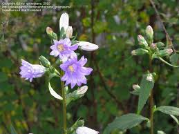 Attēlu rezultāti vaicājumam “Campanula trachelium leaf”