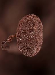 Attēlu rezultāti vaicājumam “Cribraria cancellata”