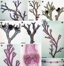 Attēlu rezultāti vaicājumam “Ceramium sp.”
