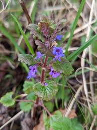 Attēlu rezultāti vaicājumam “Glechoma hederacea leaf”