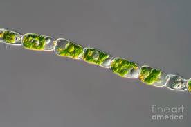 Attēlu rezultāti vaicājumam “Trentepohlia sp.”