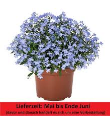 Image result for Männertreu