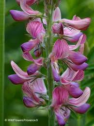 Image result for Onobrychis viciifolia