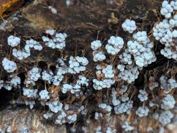 Attēlu rezultāti vaicājumam “Diderma umbilicatum young”