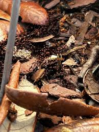 Attēlu rezultāti vaicājumam “Cribraria rubiginosa spores”