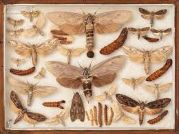 Attēlu rezultāti vaicājumam “Cossidae”