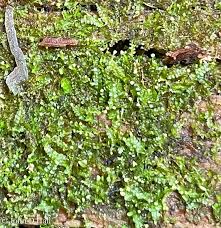 Attēlu rezultāti vaicājumam “Odontoschisma denudatum”