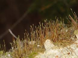 Attēlu rezultāti vaicājumam “Funariales”