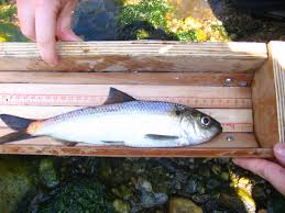 Image result for Alosa pseudoharengus