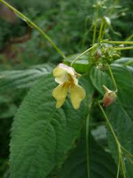 Attēlu rezultāti vaicājumam “Impatiens parviflora flower”
