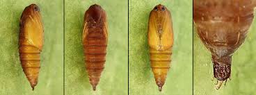 Attēlu rezultāti vaicājumam “Eulia ministrana”