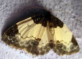 Attēlu rezultāti vaicājumam “Mesoleuca albicillata”