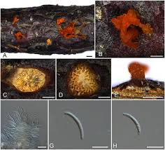 Attēlu rezultāti vaicājumam “Anthostoma decipiens”