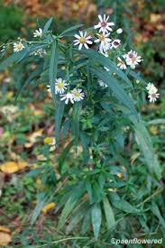 Image result for Aster lanceolatus
