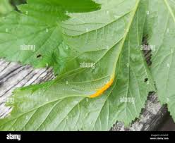 Attēlu rezultāti vaicājumam “Triphragmium ulmariae”