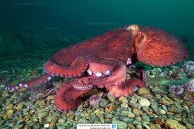 Image result for Enteroctopus dofleini
