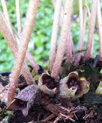 Attēlu rezultāti vaicājumam “Asarum europaeum flower”