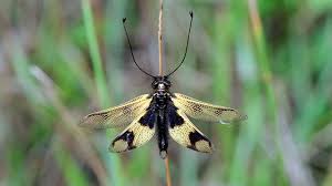 Attēlu rezultāti vaicājumam “Myrmeleontidae”