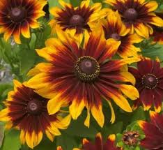 Attēlu rezultāti vaicājumam “Rudbeckia hirta var. hirta flower”