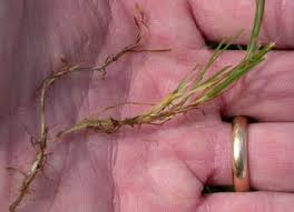 Attēlu rezultāti vaicājumam “Poa trivialis leaf”