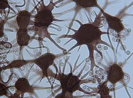 Attēlu rezultāti vaicājumam “Cribraria intricata”