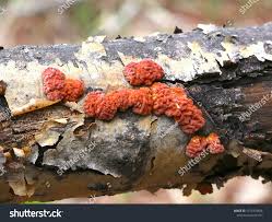 Attēlu rezultāti vaicājumam “Peniophora rufa”