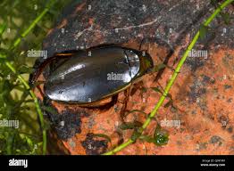 Attēlu rezultāti vaicājumam “Dytiscus dimidiatus”