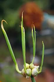 Attēlu rezultāti vaicājumam “Allium cepa bud”