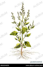 Image result for Chenopodium album