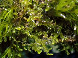 Attēlu rezultāti vaicājumam “Lepidozia reptans”