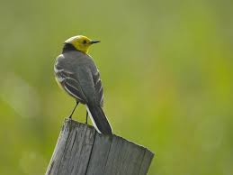 Attēlu rezultāti vaicājumam “Motacilla citreola”