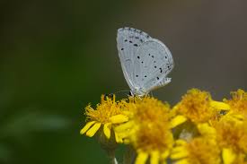 Attēlu rezultāti vaicājumam “Celastrina argiolus male”