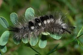 Attēlu rezultāti vaicājumam “Gynaephora selenitica”