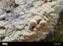 Attēlu rezultāti vaicājumam “Schizopora paradoxa”